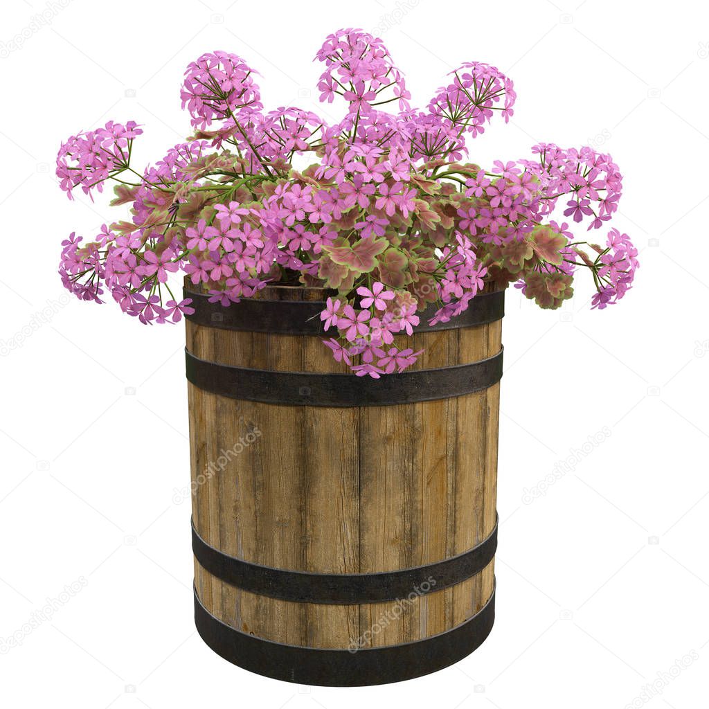 Flowers in pots