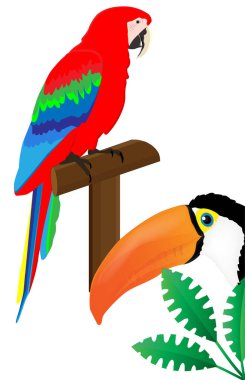 Vektör toucan ve papağan. 