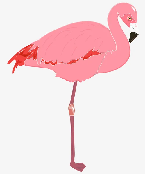 Vector Illustration Pink Flamingo Background — Stock Vector