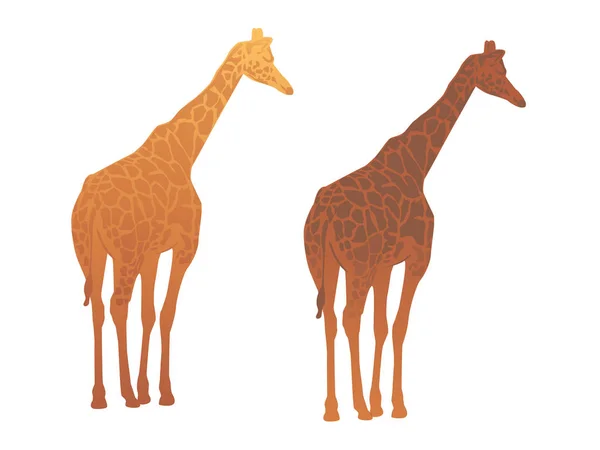 Two Vector Cartoon Giraffe Isolated White Background — Stock Vector