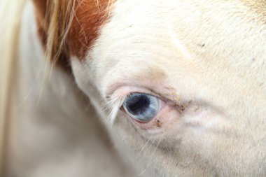 Güzel doğadaki at.