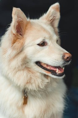 Doğada güzel bir köpek