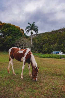 Güzel doğadaki at.