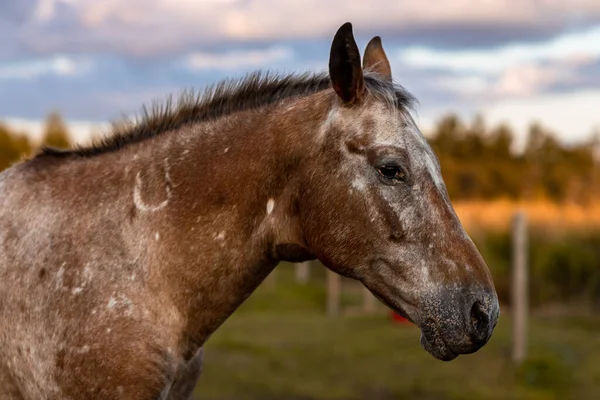 Kůň Krásné Přírodě Stock Snímky