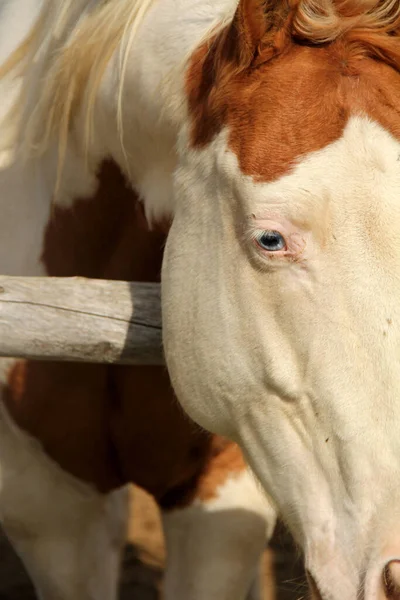 Cheval Dans Belle Nature Photos De Stock Libres De Droits