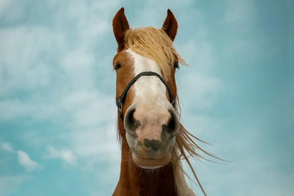 Kůň Krásné Přírodě Stock Obrázky