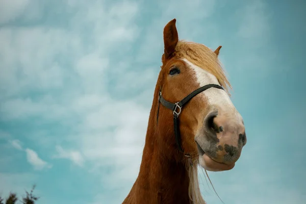 Cheval Dans Une Nature Magnifique Image En Vente