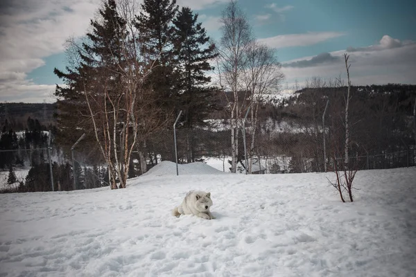 Bel Chien Dans Nature Photo De Stock