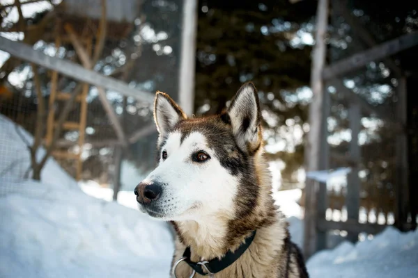 Bel Chien Dans Nature Photo De Stock