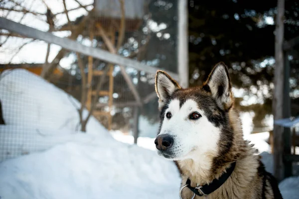 Bel Chien Dans Nature Images De Stock Libres De Droits