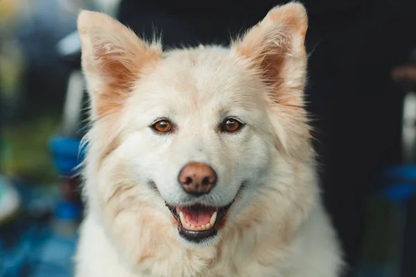 Bel Chien Dans Nature Image En Vente