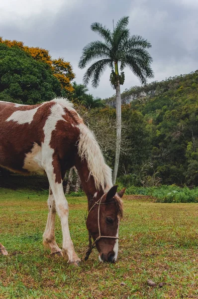 Cheval Dans Une Nature Magnifique Images De Stock Libres De Droits