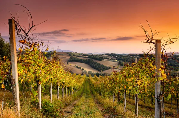 Een prachtige wijngaard over de heuvels van San Terenziano, Umbrië, Italië — Stockfoto