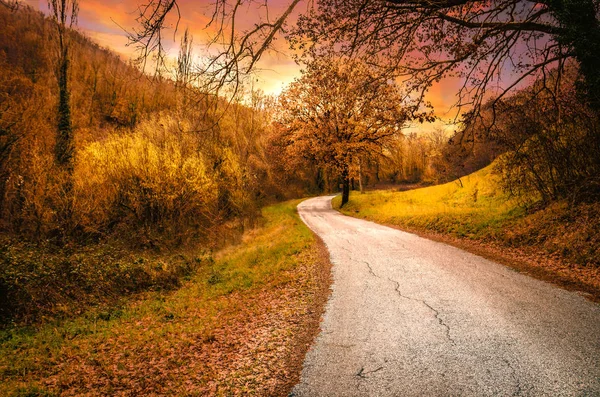 Ormandaki yol.