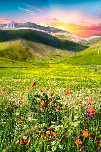 Castelluccio di Norcia yakınındaki çayır görünümü