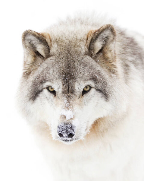 A lone Timber wolf or Grey Wolf (Canis lupus) isolated on white background portrait in the winter snow in Canada