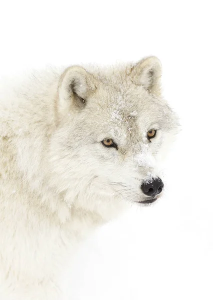 Lupo Artico Canis Lupus Arctos Primo Piano Nella Neve Invernale — Foto Stock