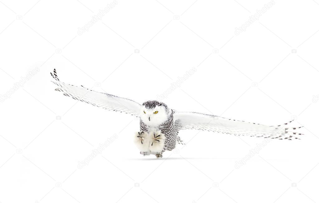 Closeup of a Snowy owl (Bubo scandiacus) ready to pounce on its prey on a snow covered field in Canada