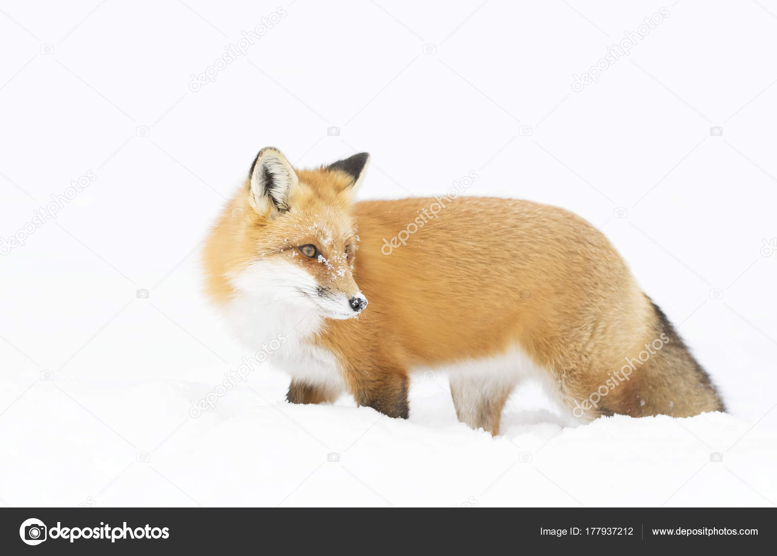 Red Fox Vulpes Vulpes Bushy Tail Walking Snow Algonquin Park Stock Photo by  ©JimCumming 177937212