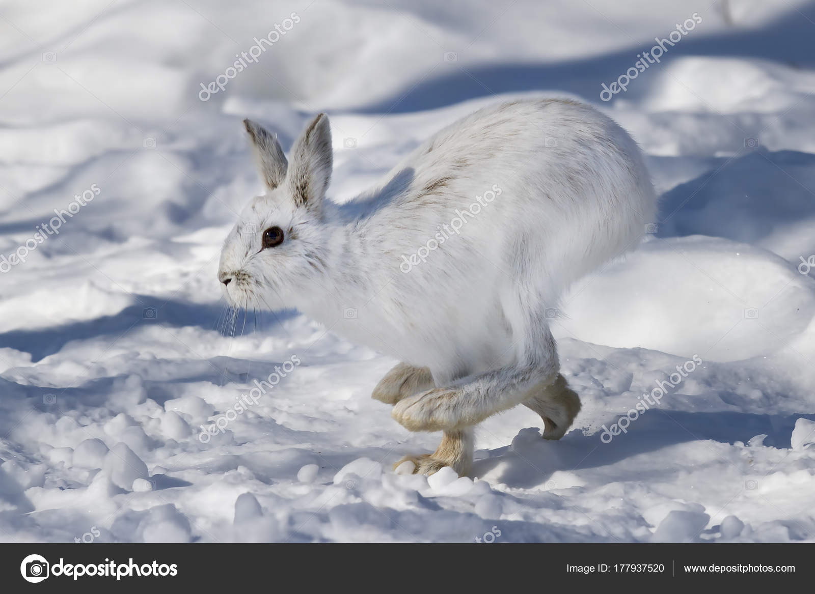 Snowshoe Hare Lepus Americanus Running Winter Snow Canada Stock Photo
