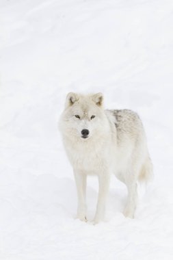 Kutup kurt (Canis lupus arctos) kış karda duran