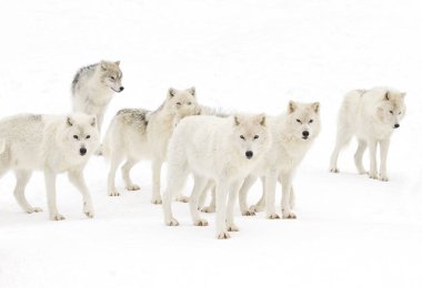 Arktik kurt sürüsü (Canis lupus arctos) kış karında ayakta duruyor