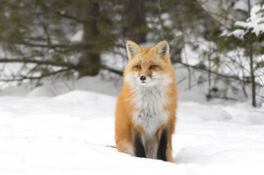 Kışın Kızıl Tilki (Vulpes vulpes) closeup Kanada-Algonquin Park
