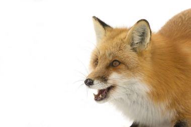 Kışın Kızıl Tilki (Vulpes vulpes) closeup Kanada-Algonquin Park