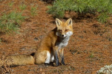 Kızıl Tilki (Vulpes vulpes) closeup Güz içinde Algonquin Park, Amerika Birleşik Devletleri