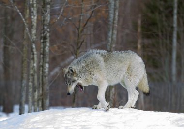 Kereste Kanada kış karda duran kurt (Canis lupus)