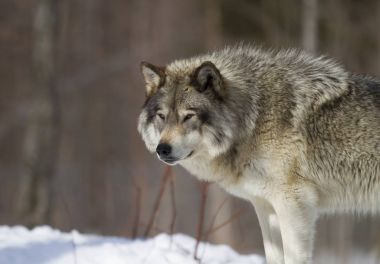 Kereste Kanada kış karda duran kurt (Canis lupus)