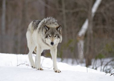 Kereste Kanada kış karda duran kurt (Canis lupus)