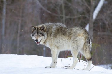 A lone Timber wolf walking in the winter snow in Canada