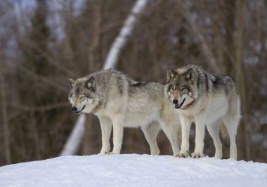 İki kereste kurt ya da gri kurt (Canis lupus) kışın ayakta Kanada'da kar