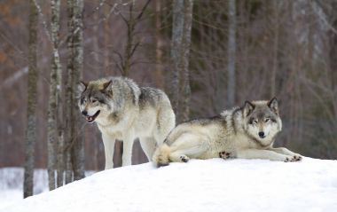 Kereste kurt ya da gri kurt (Canis lupus) kışın ayakta Kanada'da kar