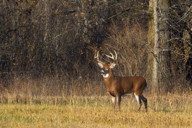 White-tailed buck looks for a mate during the autumn rut in Canada
