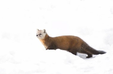Çam sansar (Martes americana) Algonquin Park, Kanada kış karda