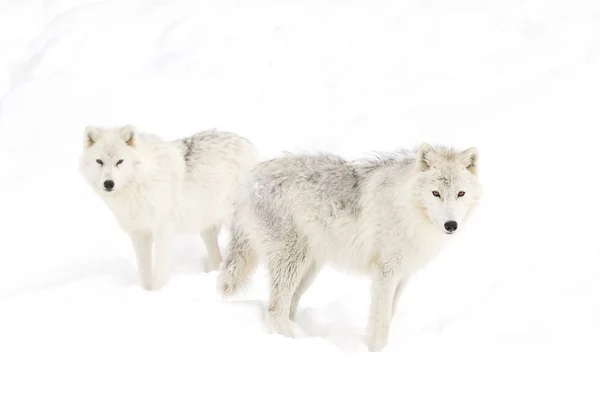 Arctic Wolves Canis Lupus Arctos Standing Winter Snow — Stock Photo, Image