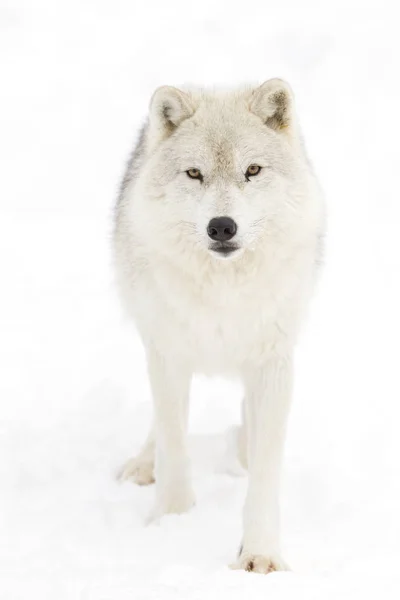 Arktyczny Wilk Canis Lupus Arctos Stojący Snow Zima — Zdjęcie stockowe