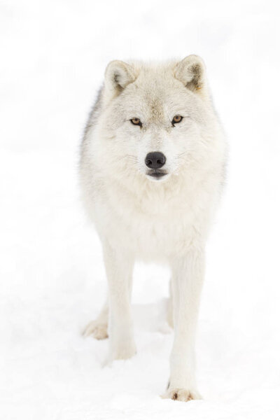Arctic wolf (Canis lupus arctos) standing in the winter snow