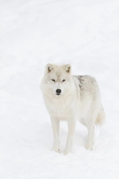 Arktischer Wolf Canis Lupus Arctos Steht Winterschnee — Stockfoto