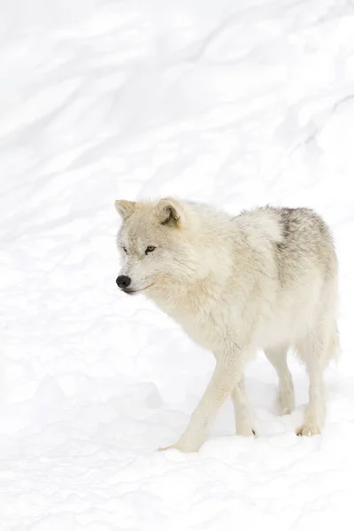 Arctische Wolf Canis Lupus Arctos Lopen Wintersneeuw — Stockfoto