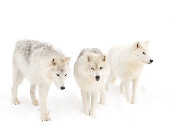 Polární Vlci Canis Lupus Arctos Stál Zimě Sněhem — Stock fotografie