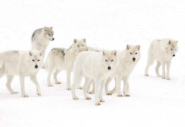 Pack of Arctic wolves (Canis lupus arctos) standing in the winter snow