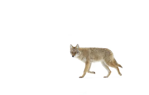 Kojote Wandern Winterlichen Schnee Kanada — Stockfoto