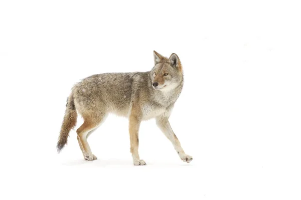 Ein Einsamer Kojote Der Winterschnee Kanada Wandert — Stockfoto