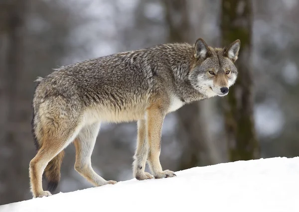 Coyote Wandelen Winter Sneeuw Canada — Stockfoto