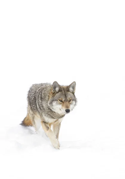 在加拿大的冬雪中散步的孤狼 — 图库照片