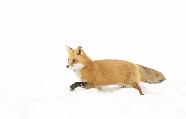 Zorro Rojo Vulpes Vulpes Con Cola Tupida Caminando Por Nieve — Foto de Stock