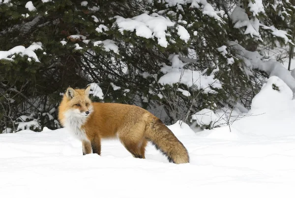 Rode Vos Vulpes Vulpes Met Borstelige Staart Wandelen Door Sneeuw — Stockfoto